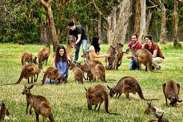 Du khách đang chơi đùa cùng những chú chuột túi - loài vật biểu tượng của nước Úc