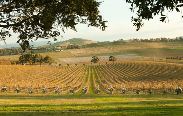 Thung lũng Yarra - nơi sản xuất rượu vang ngon trứ danh