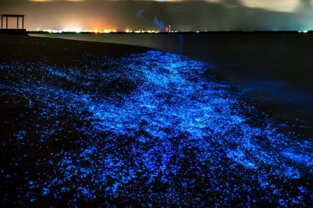 Tảo Dinoflagellate tụ tập đông đúc tạo nên một dải phát sáng ở bờ biển